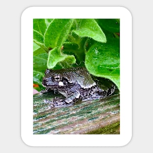 Black Tree Frog Sticker